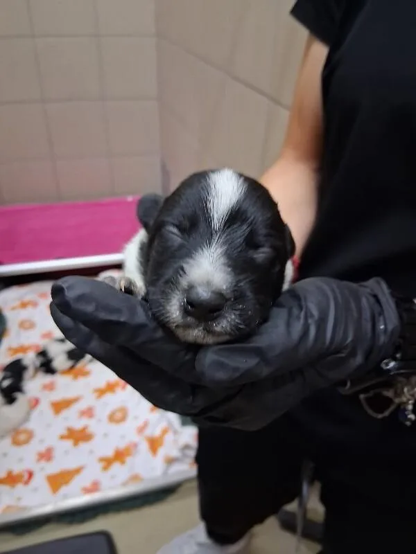 A young small-sized female Mixed Breed dog named Sassy for adoption in Hobbs, NM