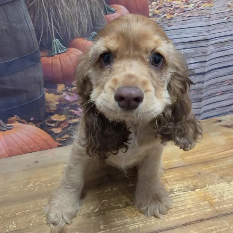 A baby small-sized male Brown / Chocolate Cocker Spaniel dog named Chomper for adoption in Normal, IL