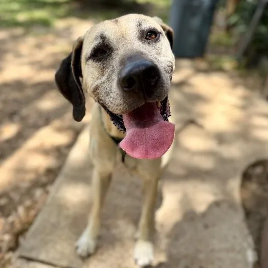 An adult large-sized female Brown / Chocolate Anatolian Shepherd dog named Sally Front Porch Breeze for adoption in Friendswood, TX