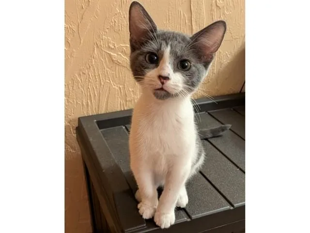 A baby small-sized male Domestic Short Hair cat named Ralphie for adoption in Fort Wayne, IN