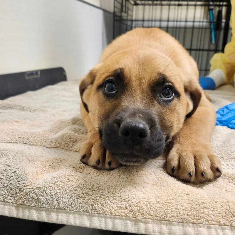 A baby small-sized male Brown / Chocolate Boxer dog named Stormfly for adoption in Novelty, OH