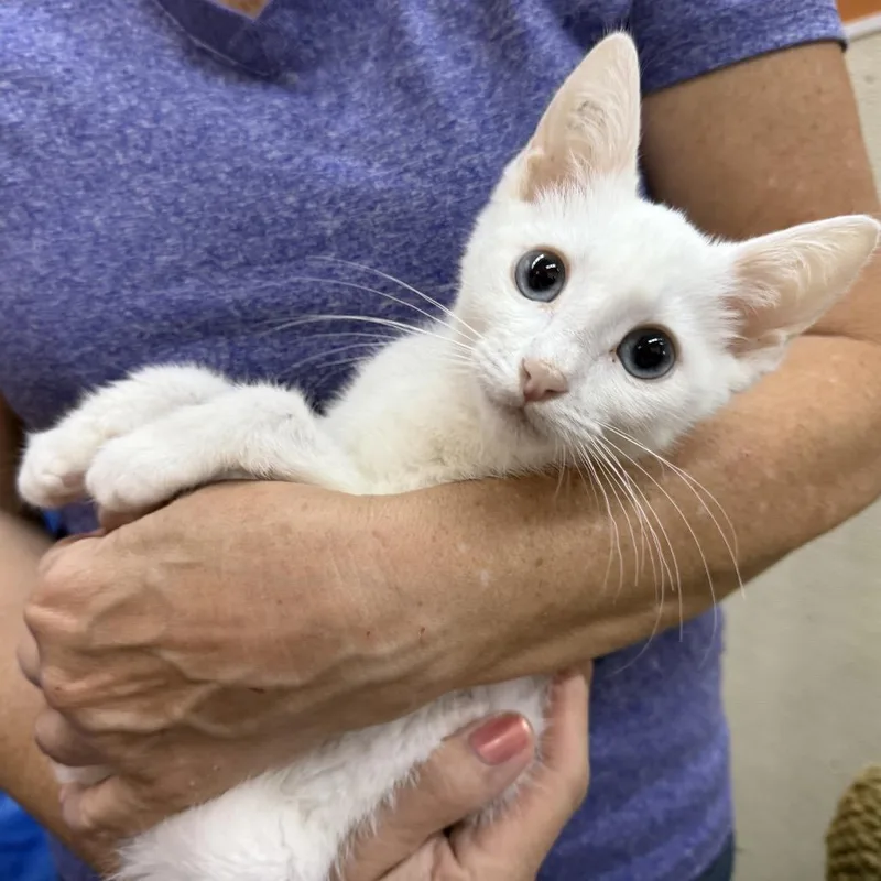 A young medium-sized male White Domestic Short Hair cat named Bashful Bonded To Sleepy for adoption in Point Richmond, CA