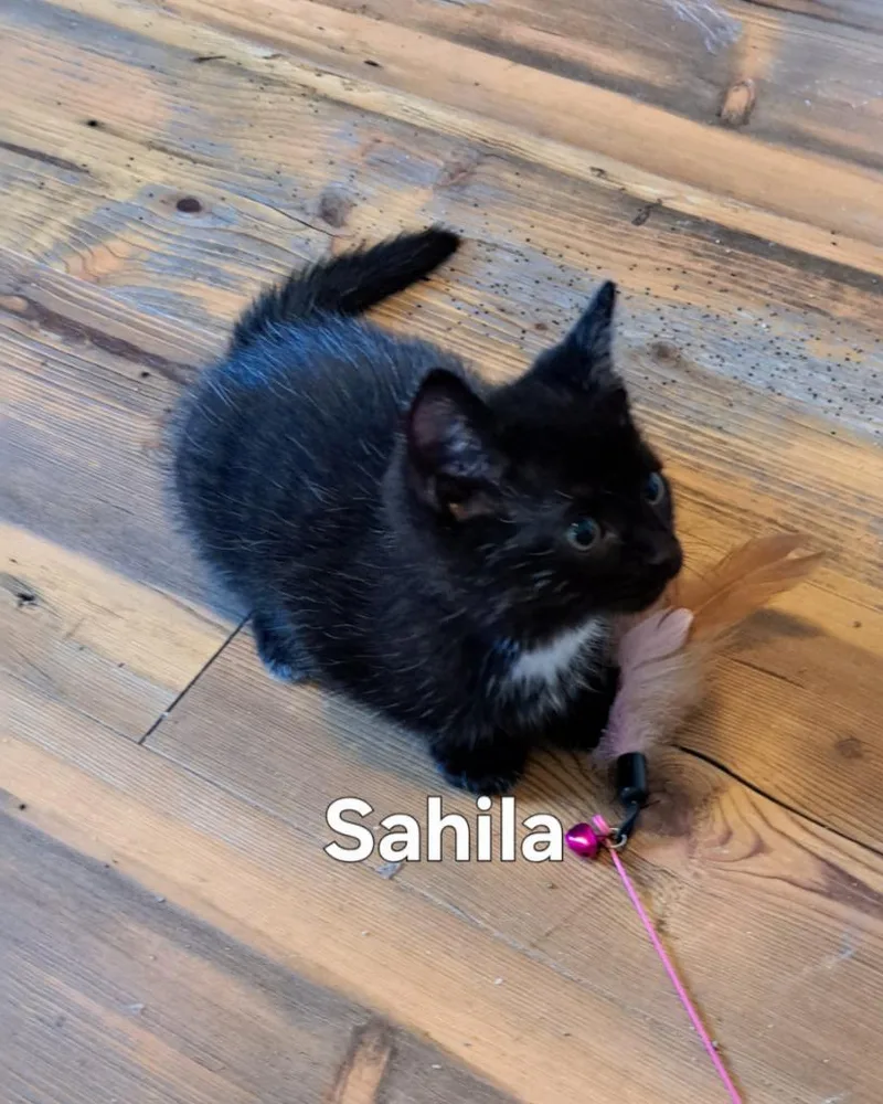 A baby small-sized female Domestic Short Hair cat named Sahila for adoption in Plattsburgh, NY