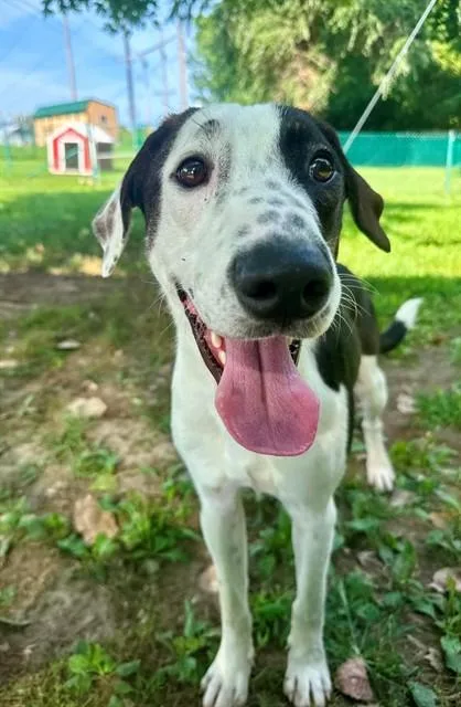 A young large-sized male Labrador Retriever dog named Bear for adoption in Saint Peters, MO