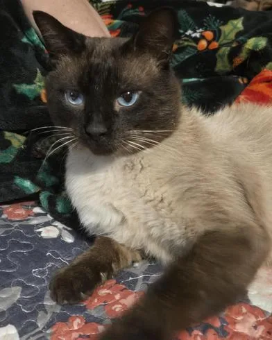 An adult medium-sized male Black Siamese cat named Carlos for adoption in Liverpool, TX
