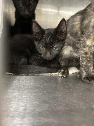 A baby medium-sized male Domestic Short Hair cat named Cowboy for adoption in Picayune, MS