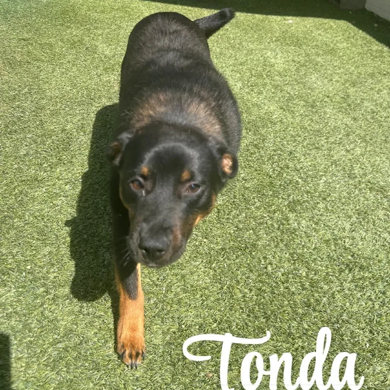 An adult medium-sized male Black Mixed Breed dog named Tonda for adoption in LOXAHATCHEE, FL