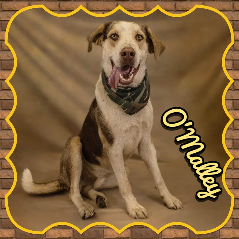 An adult medium-sized male Tricolor (Brown, Black, & White) Hound dog named O'malley for adoption in Seagoville, TX