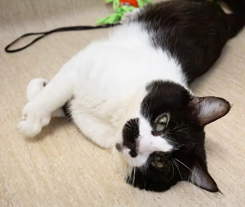 An adult medium-sized male Black & White / Tuxedo Domestic Medium Hair cat named Lincoln for adoption in Arlington, WA