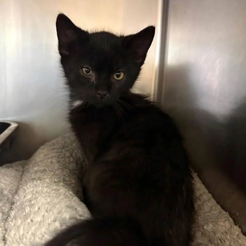 A baby small-sized male Black Domestic Short Hair cat named Jackpot for adoption in Chehalis, WA