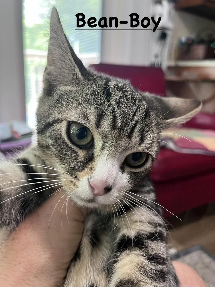 A baby small-sized male Domestic Short Hair cat named Bean for adoption in Telford, PA