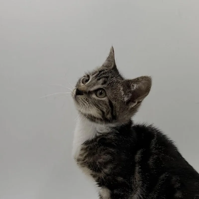 A baby small-sized female Domestic Short Hair cat named Bramble for adoption in State College, PA