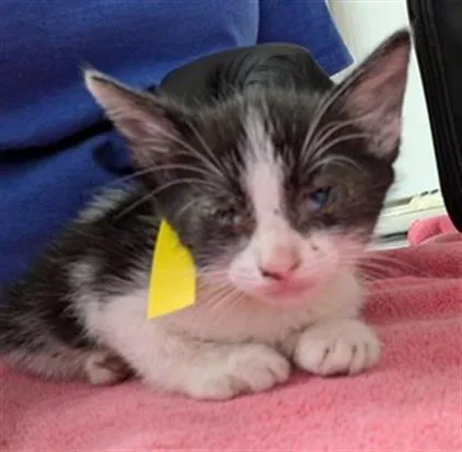 A baby medium-sized female Domestic Short Hair cat named Emily Prentiss for adoption in Camarillo, CA