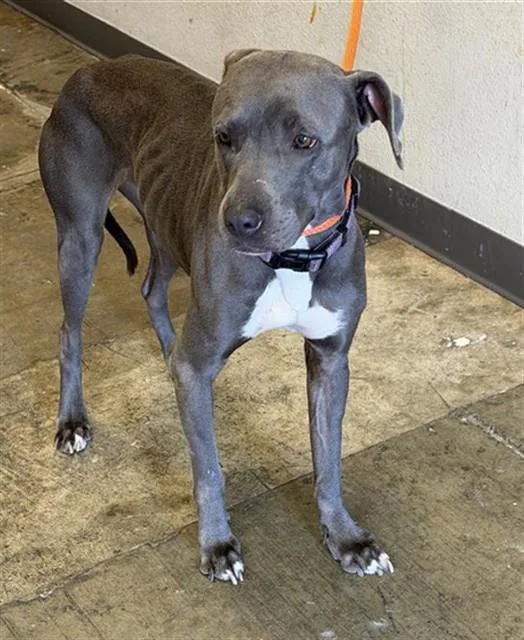 An adult medium-sized female Pit Bull Terrier dog named Mabel for adoption in Ontario, CA