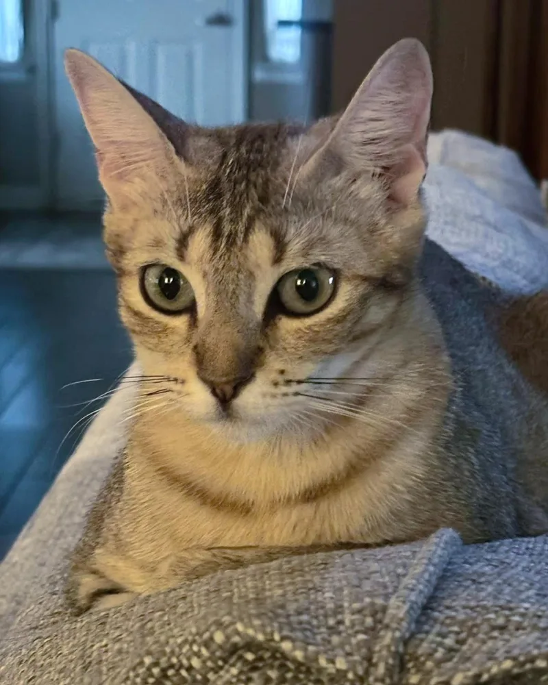 An adult medium-sized female Tabby (Brown / Chocolate) Domestic Short Hair cat named Evie for adoption in Frisco, TX