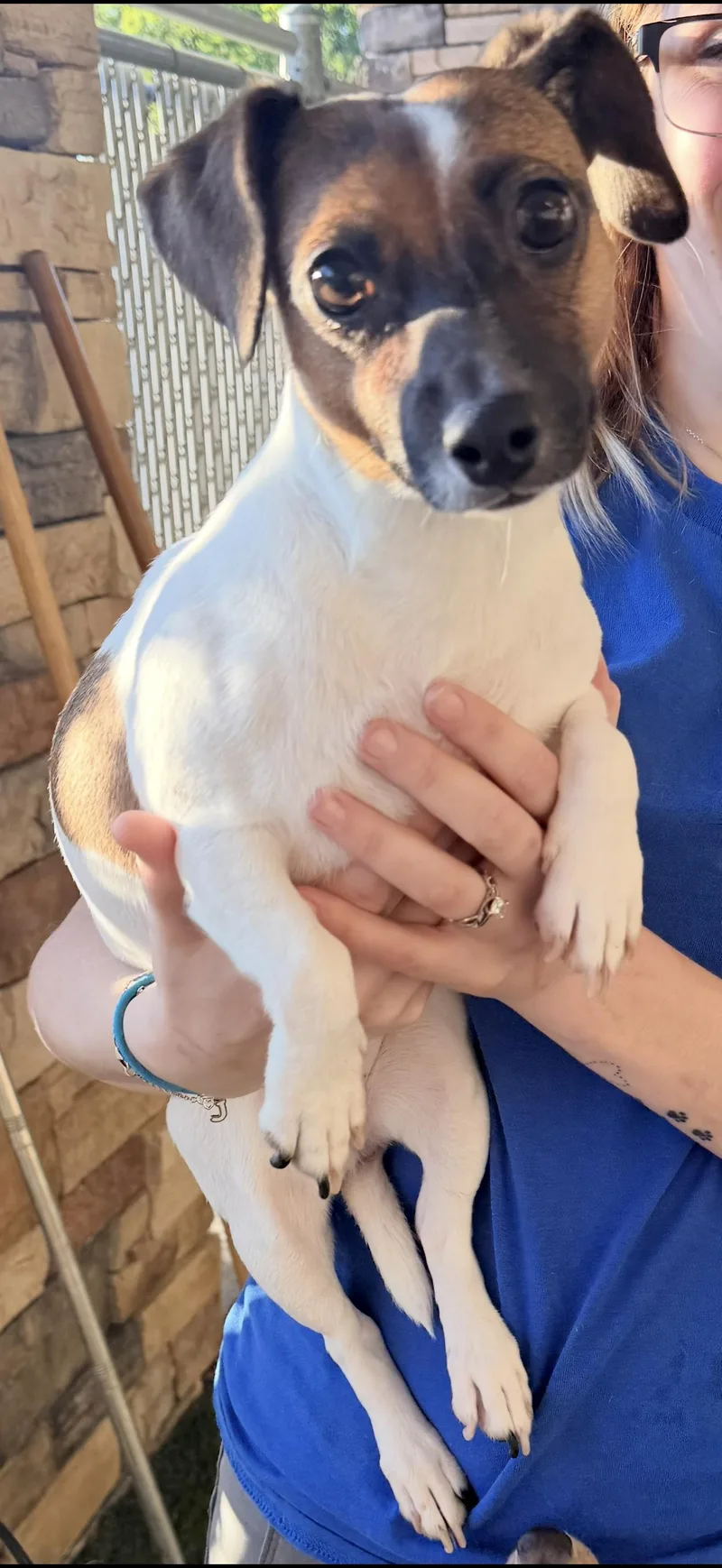 A young small-sized female Jack Russell Terrier dog named Lorelai for adoption in Murphy, TX