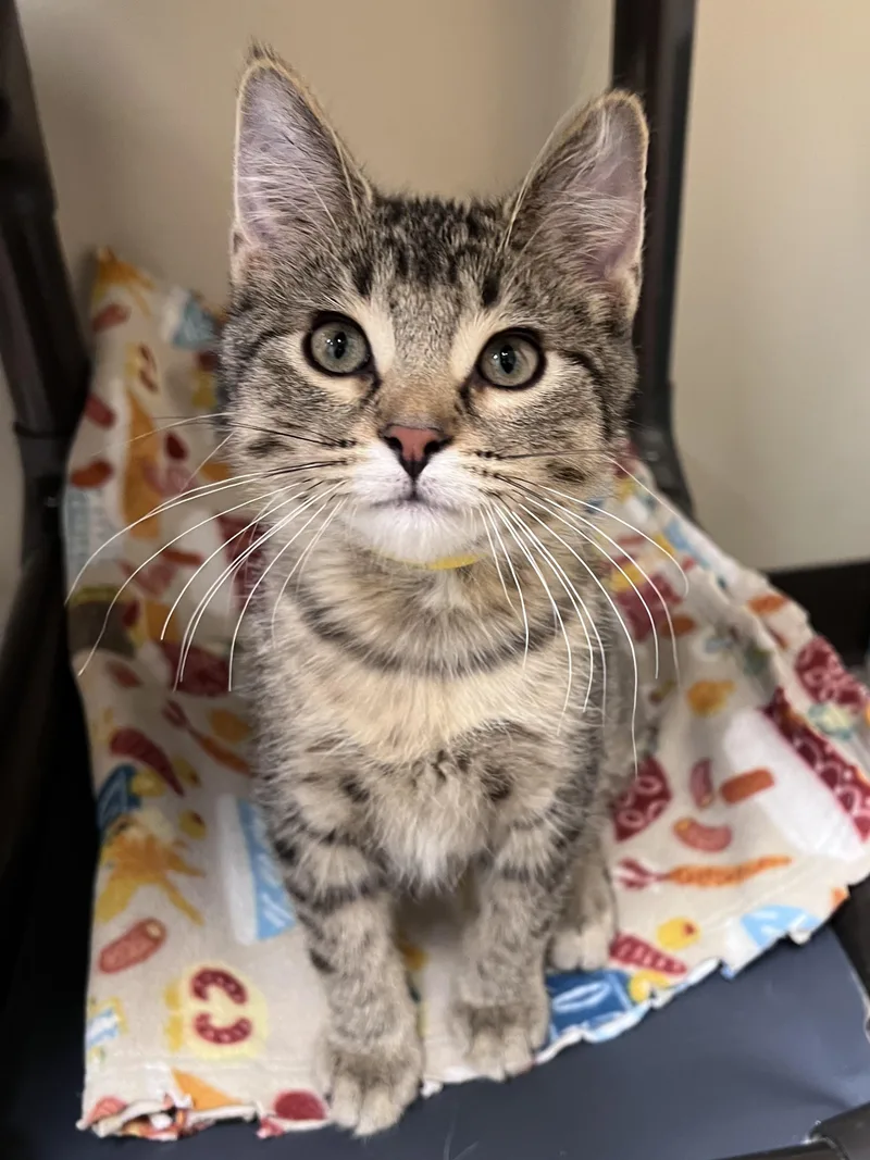 A young medium-sized male Tabby (Gray / Blue / Silver) Domestic Short Hair cat named Wilbur for adoption in Arlington Heights, IL