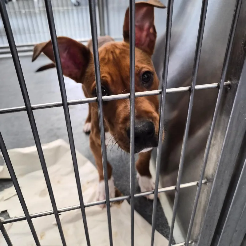 A baby small-sized male Brown / Chocolate Pit Bull Terrier dog named Lummpy for adoption in Montgomery, AL
