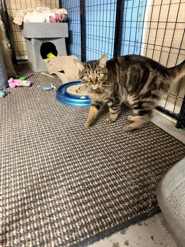 Salvatore thumbnail 3