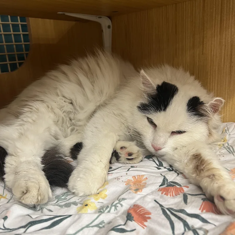 An adult medium-sized female Black & White / Tuxedo Domestic Medium Hair cat named Khloe for adoption in Manhattan, KS