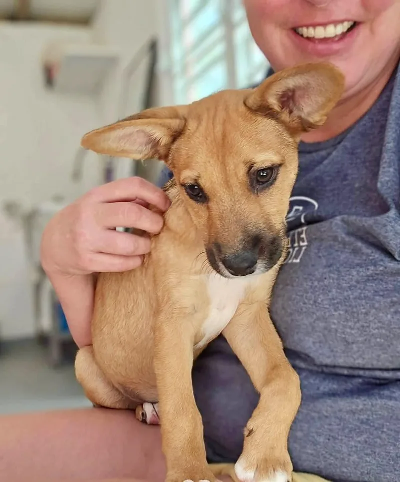 A baby medium-sized male Pomeranian dog named Tails for adoption in ISABELA, PR