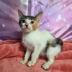 A baby small-sized female White Domestic Short Hair cat named Invoice for adoption in Fort Collins, CO