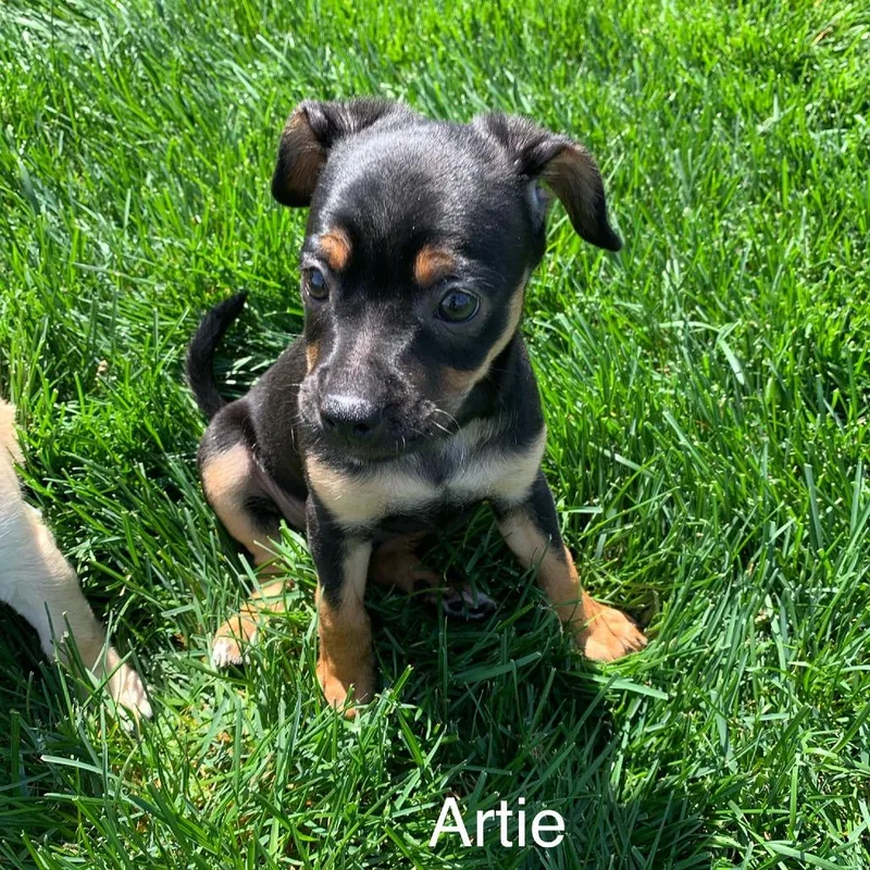 Artie