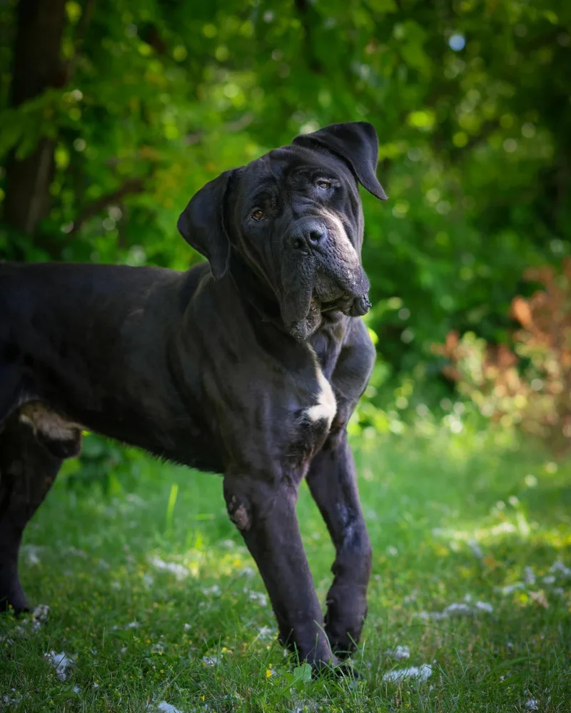 A young large-sized male Black Cane Corso dog named Beethoven for adoption in Bridgeport, CT