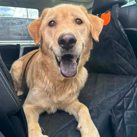 An adult large-sized female Golden Retriever dog named Stormy for adoption in Amarillo, TX