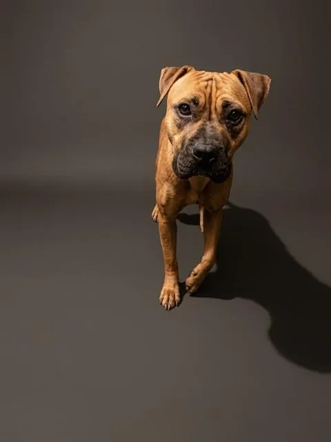 An adult large-sized female Mixed Breed dog named Lorelai for adoption in Jacksonville, FL