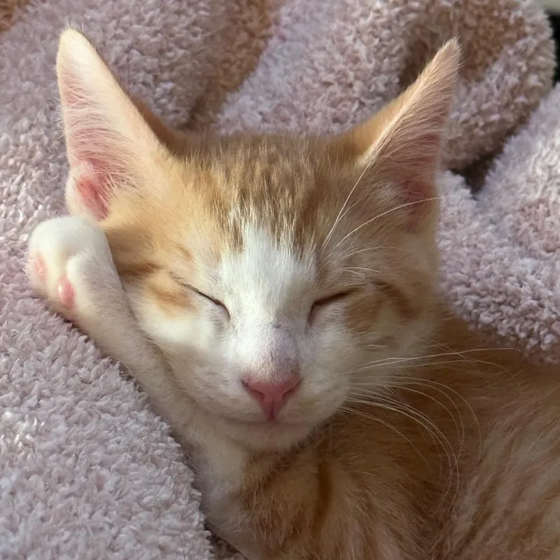 A baby small-sized male Orange / Red Domestic Short Hair cat named Penne for adoption in Bulverde, TX