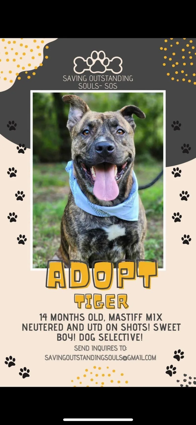 A young medium-sized male Mastiff dog named Tiger for adoption in Indianapolis, IN