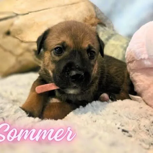 A baby medium-sized female Yellow / Tan / Blond / Fawn Boxer dog named Sommer for adoption in Allen, TX