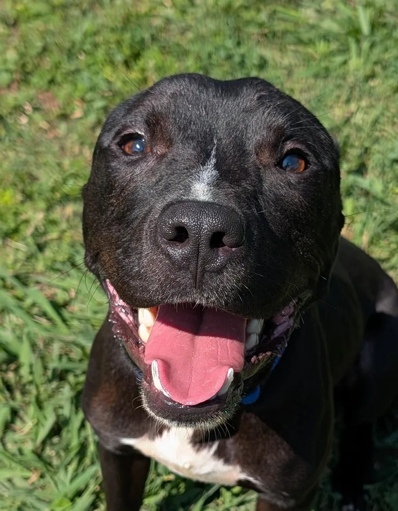 A baby medium-sized male American Staffordshire Terrier dog named Buster A for adoption in Plano, TX