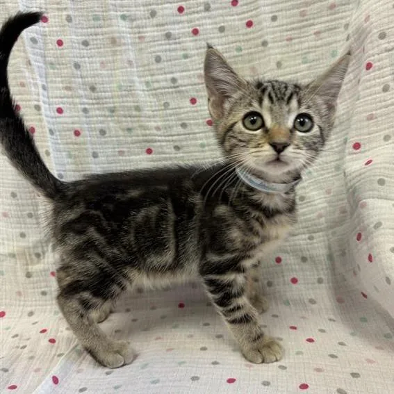 A baby small-sized male Brown / Chocolate Domestic Short Hair cat named Aqua for adoption in Hawthorne, CA