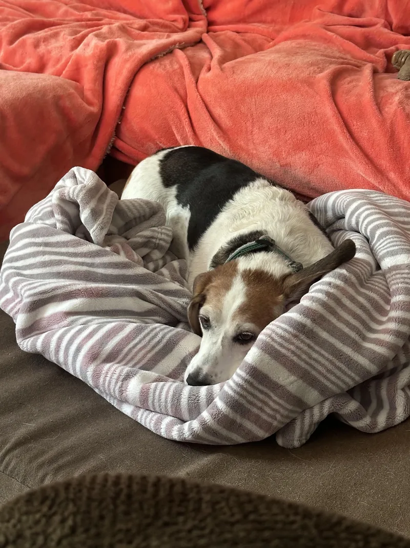 An adult medium-sized female White / Cream Beagle dog named Celeste for adoption in North Haledon, NJ