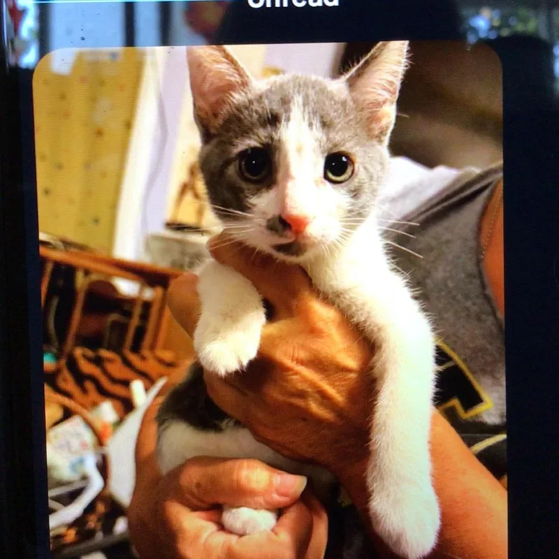 A baby small-sized male Gray / Blue / Silver American Shorthair cat named Tailypo for adoption in New Orleans, LA