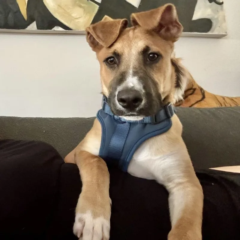 Scooby Doo