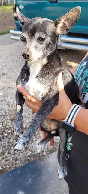 An adult small-sized female Chihuahua dog named Chihuahua for adoption in San Antonio, TX