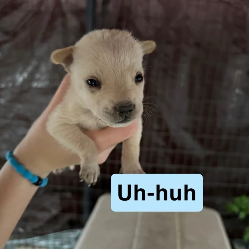 A baby small-sized male Labrador Retriever dog named Uhhuh for adoption in Pearsall, TX