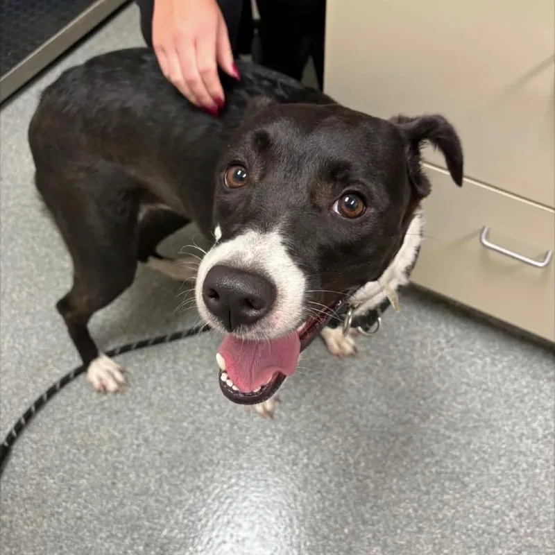 An adult large-sized female Black Labrador Retriever dog named Roxanne for adoption in Batavia, OH