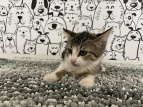 A baby small-sized male Domestic Short Hair cat named A for adoption in San Pedro, CA