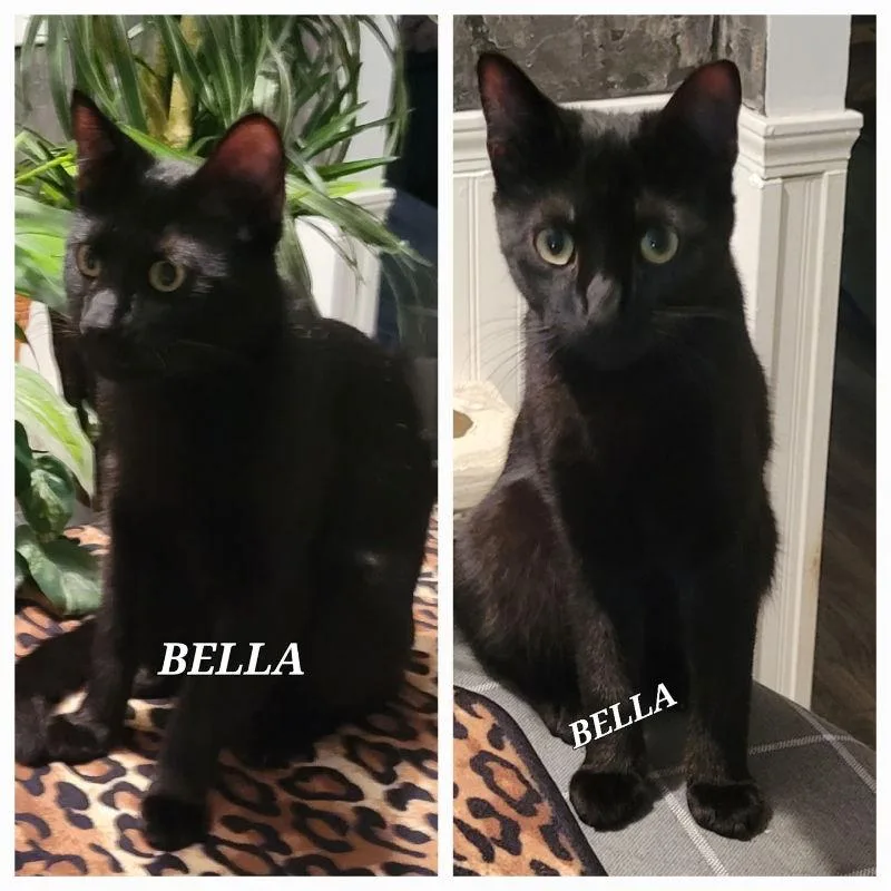 A young small-sized female Black Domestic Long Hair cat named Bella Cp for adoption in Locust Grove, GA