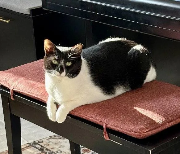 A young medium-sized female Black & White / Tuxedo Domestic Short Hair cat named Ruby Coc for adoption in Garner, NC