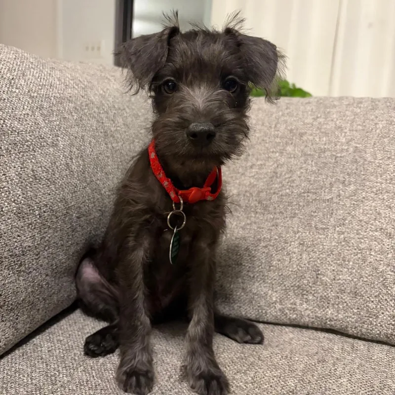 A baby small-sized male Miniature Schnauzer dog named Obie for adoption in Tampa, FL