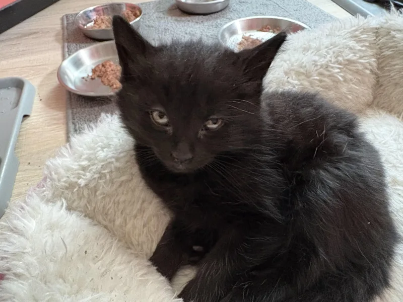 A baby small-sized male Domestic Long Hair cat named Keith Strickland for adoption in Hershey, PA