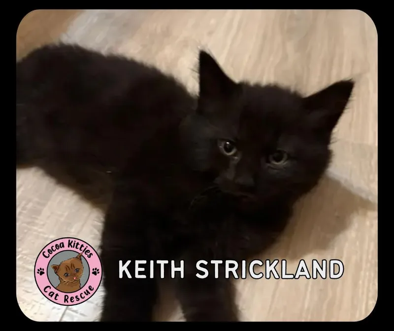 Keith Strickland thumbnail 2