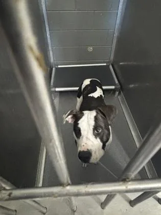 An adult medium-sized male Mixed Breed dog named Alvin for adoption in West Chester, PA