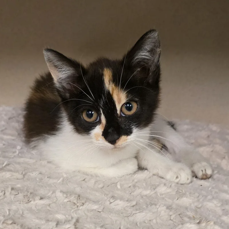 Sofia