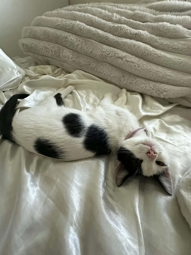 A baby medium-sized female Black & White / Tuxedo Domestic Short Hair cat named Nettie for adoption in Santa Clara, CA
